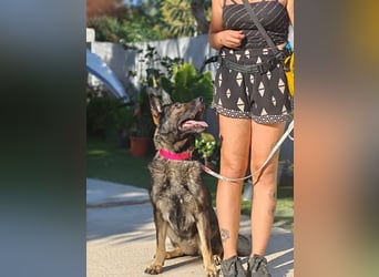 Nina (Spanien) – eine genügsame Schäferhund-Hündin