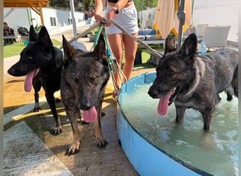 Morgan (Spanien)  – eine sanfte und flauschige Seniorin sucht ihre Ruheoase