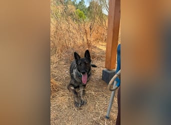 Morgan (Spanien)  – eine sanfte und flauschige Seniorin sucht ihre Ruheoase
