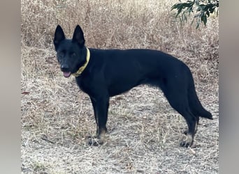 Kira (Spanien) – Powerhündin sucht ihre Familie