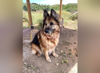 Saba (Spanien) – liebevolle Seniorin sucht ihren ruhigen Platz