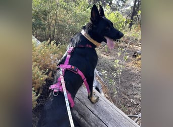 Kira (Spanien) – Powerhündin sucht ihre Familie