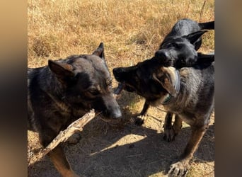 Kira (Spanien) – Powerhündin sucht ihre Familie