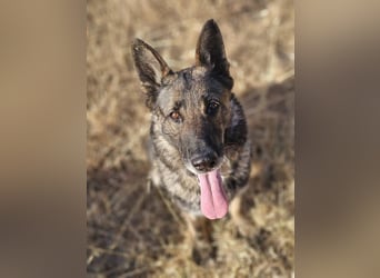 Morgan (Spanien)  – eine sanfte und flauschige Seniorin sucht ihre Ruheoase