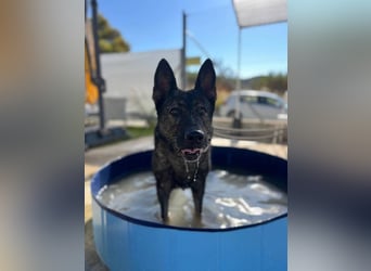 Nina (Spanien) – eine genügsame Schäferhund-Hündin
