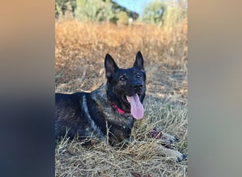 Nina (Spanien) – eine genügsame Schäferhund-Hündin