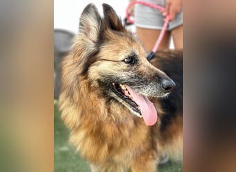 Saba (Spanien) – liebevolle Seniorin sucht ihren ruhigen Platz