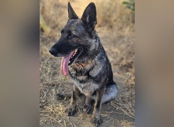 Morgan (Spanien)  – eine sanfte und flauschige Seniorin sucht ihre Ruheoase