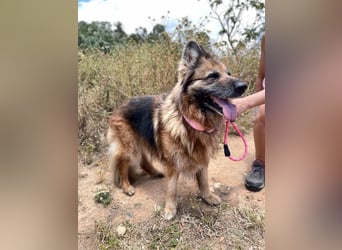 Saba (Spanien) – liebevolle Seniorin sucht ihren ruhigen Platz