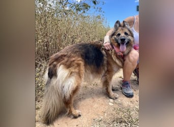 Saba (Spanien) – liebevolle Seniorin sucht ihren ruhigen Platz