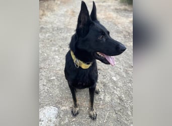 Kira (Spanien) – Powerhündin sucht ihre Familie