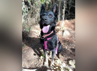 Kira (Spanien) – Powerhündin sucht ihre Familie