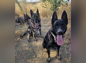 Kira (Spanien) – Powerhündin sucht ihre Familie