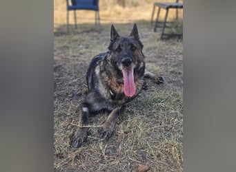 Morgan (Spanien)  – eine sanfte und flauschige Seniorin sucht ihre Ruheoase