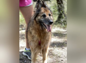 Saba (Spanien) – liebevolle Seniorin sucht ihren ruhigen Platz