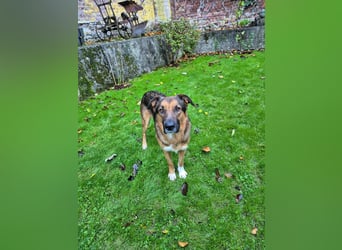 Treuer Bo aus 52428 Jülich sucht sein Für-Immer-Zuhause