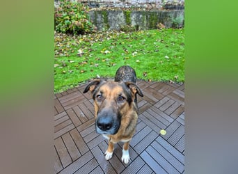 Treuer Bo aus 52428 Jülich sucht sein Für-Immer-Zuhause