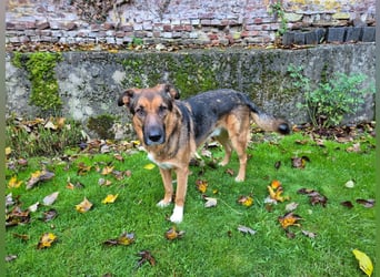 Treuer Bo aus 52428 Jülich sucht sein Für-Immer-Zuhause