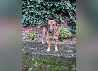 Treuer Bo aus 52428 Jülich sucht sein Für-Immer-Zuhause