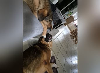 Treuer Bo aus 52428 Jülich sucht sein Für-Immer-Zuhause