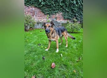 Treuer Bo aus 52428 Jülich sucht sein Für-Immer-Zuhause