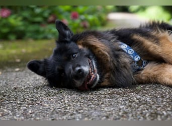 Senior Bruno sucht seine Familie