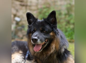 Ruhiges Zuhause für Bruno gesucht