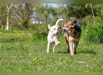 Murphy - Liebevoller und loyaler Weggefährte