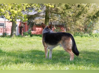 Murphy - Liebevoller und loyaler Weggefährte