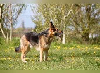 Murphy - Liebevoller und loyaler Weggefährte