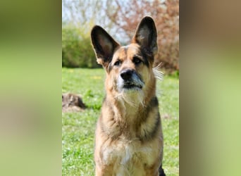 Murphy - Liebevoller und loyaler Weggefährte