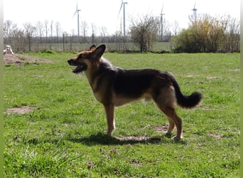 Murphy - Liebevoller und loyaler Weggefährte