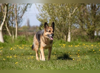 Murphy - Liebevoller und loyaler Weggefährte