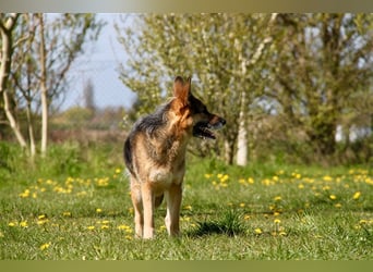 Murphy - Liebevoller und loyaler Weggefährte