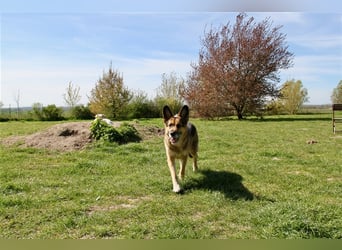 Murphy - Liebevoller und loyaler Weggefährte