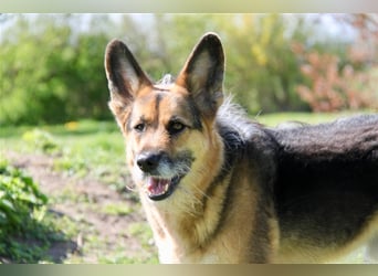 Murphy - Liebevoller und loyaler Weggefährte