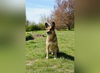 Murphy - Liebevoller und loyaler Weggefährte