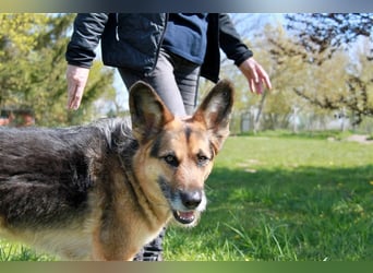 Murphy - Liebevoller und loyaler Weggefährte