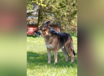 Murphy - Liebevoller und loyaler Weggefährte