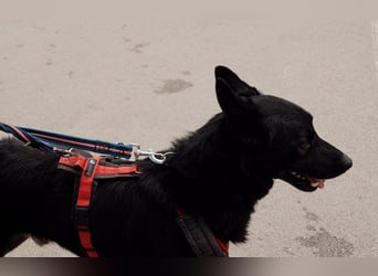 Seelenhund Fred