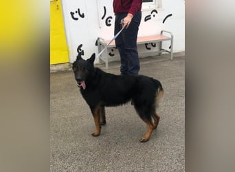 Seelenhund Fred