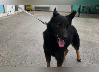 Seelenhund Fred