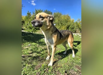 Schäferhund Mischling Roxy