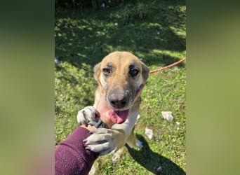 Schäferhund Mischling Roxy