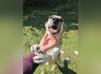 Schäferhund Mischling Roxy