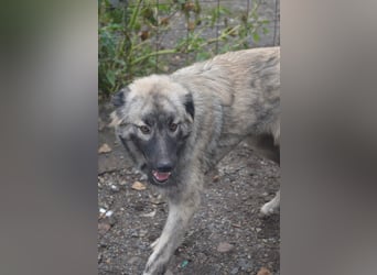 BANDIT - hübscher Bub sucht ein Zuhause