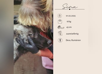 SINA - Kuschelhund sucht Familie