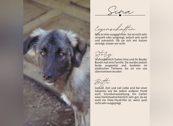 SINA - Kuschelhund sucht Familie