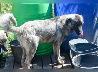 SINA - Kuschelhund sucht Familie