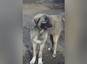 BANDIT - hübscher Bub sucht ein Zuhause